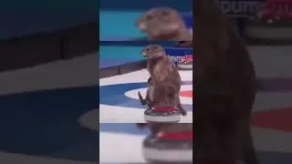 Marmot&rsquo;s took part in the curling competition at the Winter Olympics
