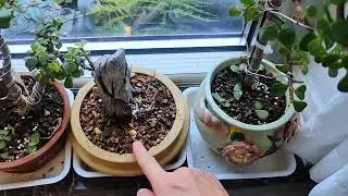 冬天如何给花卉植物浇水？ #养花小知识 #分享养花经验 #金枝玉叶养殖方法 #花卉绿植养花 #好喜欢我的家