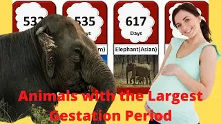 Continuity of LIFE 🤰 Animals with the Largest Gestation Period 🤰