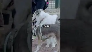 Top 10 Dogs That Are Not Family-Friendly