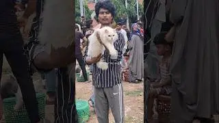 12 महीने की female Persian cat Lucknow pet market #shorts