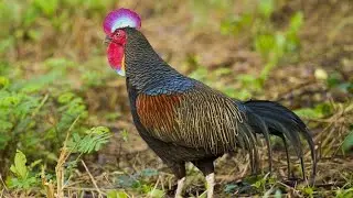 Gallus varius ,Ayam Hutan Hijau aseli NTB Jinak Bisa di Lepas