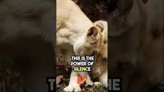 The Power of Silence 🔇🤫💯 #motivation #quote #shorts #motivationalspeech