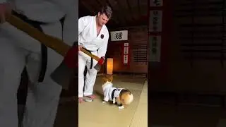Corgi Puppy SNAPS A Steel Axe Blade In Half! 🤯🥋 (Extreme Power)