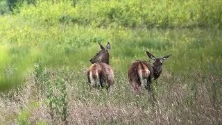 Natuurwandeling Weerterbos