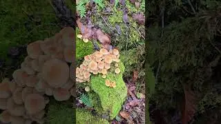 Mata da Albergaria - Rio Homem - Campo do Ger&ecirc;s - Terras de Bouro - Parque Nacional da Peneda-Ger&ecirc;s