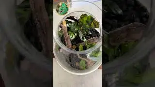 How I Clean my Tree Frog Terrarium! #shorts