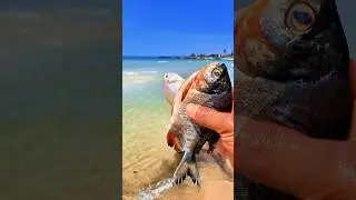 Found dead pomfretfish and kapasanfish on the beach #shorts #shortvideo #viralshorts
