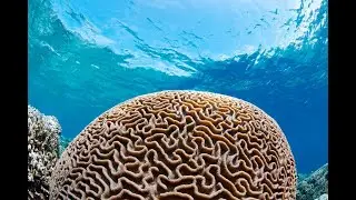 Discovering the Wonders of Meandrina: The Brain Coral #ssccgl #subscribe #sscexam #ssc #sscgd