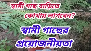 স্বামী গাছ | স্বামী গাছের উপকারিতা | shami tree benefits in bengali