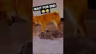 XD😂🤣 || CREDIT &divide; @ankit.ang || #shorts #reels #funny
