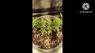 Clone to harvest
