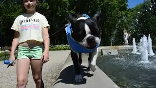 Boston Terrier - Gang Staff WWW
