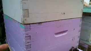 بعض النصائح بعد وضع حاجز الملكات و العاسلة