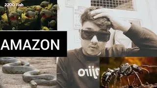Most Dangerous Animals Of Amazon Rainforest | Strange Facts About Amazon Rainforest reaction