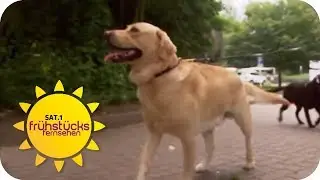 Hunde im Büro: arbeits- oder stressfördernd? | SAT.1 Frühstücksfernsehen | TV