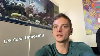 Новый год, новые кораллы