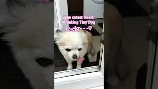 Tiny Cute Dog With Long Tongue. #dog #cute #puppy #adorable #cutealert #cutepup