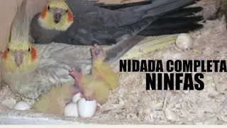 crias de NINFAS🐣 del día 1 hasta el mes |Animalejos