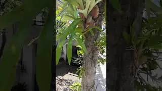 Guarda corpo em &acirc;ngulo, na cor bronze e VIDRO LAMINADO de 8 mm.