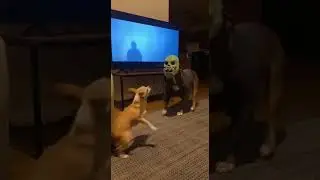 This dog was watching a horror movie&hellip; 😨🐶#shorts #dogs #pets #funny #animals
