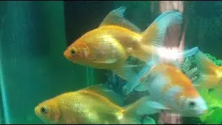my home fish tank live🐠✨ Peaceful view of my home fish tank Relaxing & calming aquarium vibes