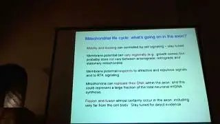 peter hollenbeck (3-1) - Location and Organization of Features ofthe Mitochondrial