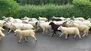 Sheep Moving Part 2