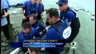 SeaWorld rescues hurt dolphin