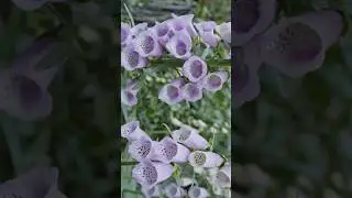 Foxglove - The beauty with natural toxicity
