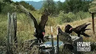 Wildlife caught on camera in Irvine
