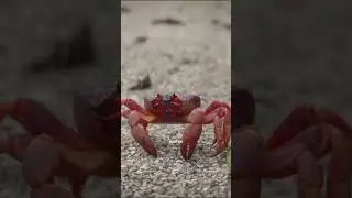 Part 2 Red Crabs 🦀