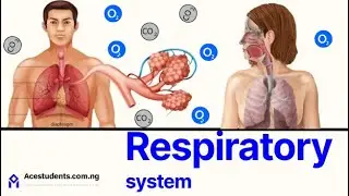 JAMB Biology| Respiratory system (Gaseous Exchange)| Key Points and Likely Exam Questions