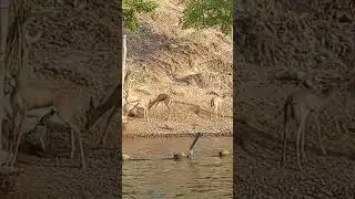 Khorfakkan Al Rafisah Dam UAE.