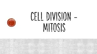 Mitosis - Cell Division.