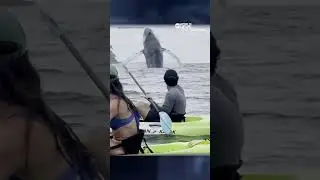 Humpback whale and calf breach yards away from kayakers in Costa Rica