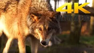 Wolf 4K UHD Screensaver Nature Beautiful Colors