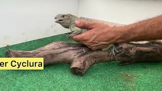 Rhinoceros Iguana Training Video Episode #1,  How to train and older Rhino Iguana