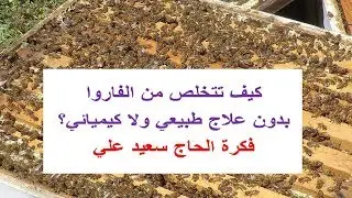 التخلص من الفاروا بدون علاجات كيميائية ولا طبيعية
