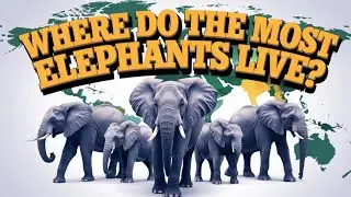 Elephant Population by Countries &ndash; Where Do the Most Elephants Live?