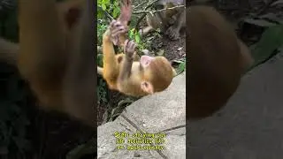 The Baby Monkey. #animalfacts #monkey #rarewildlife #wildlifeplanet #comedy #wildlifeowners