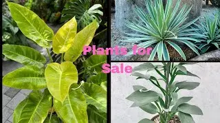 Plantsale#gardenplants#garden#home#sale#philodendron#sales#plantsale#youtubeshorts #tropicalgarden