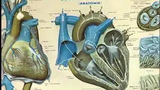 Scoala Postliceala Asistent medical