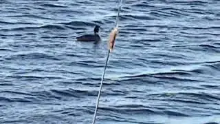 Watervogel: Fuut