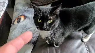 The cats demand garden time