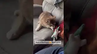 Cutest Pomsky Puppy Distraction 😍!
