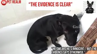 POV: You Caught the Dog 😬🐶! &ldquo;The Most Dramatic Guilty Dog Faces Ever 😅🐾&rdquo;