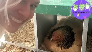 CHICKEN GIVEAWAY 2026: Guess when she gets up to WIN! 🐔
