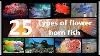 25 Types of flowerhorn fish /with Dark WilD
