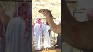 تغطية سوق مدوخ ذعار الشلوي للابل الطايف المركزي ليوم السبت الموافق ١٤٤٢/١٢/٢٨ واسعار الابل والحشو